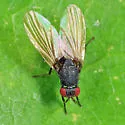 Minettia lyraformis - photo 2