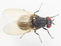 Minettia lyraformis - photo 3