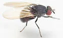 Minettia lyraformis - photo 4