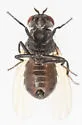 Minettia lyraformis - photo 5