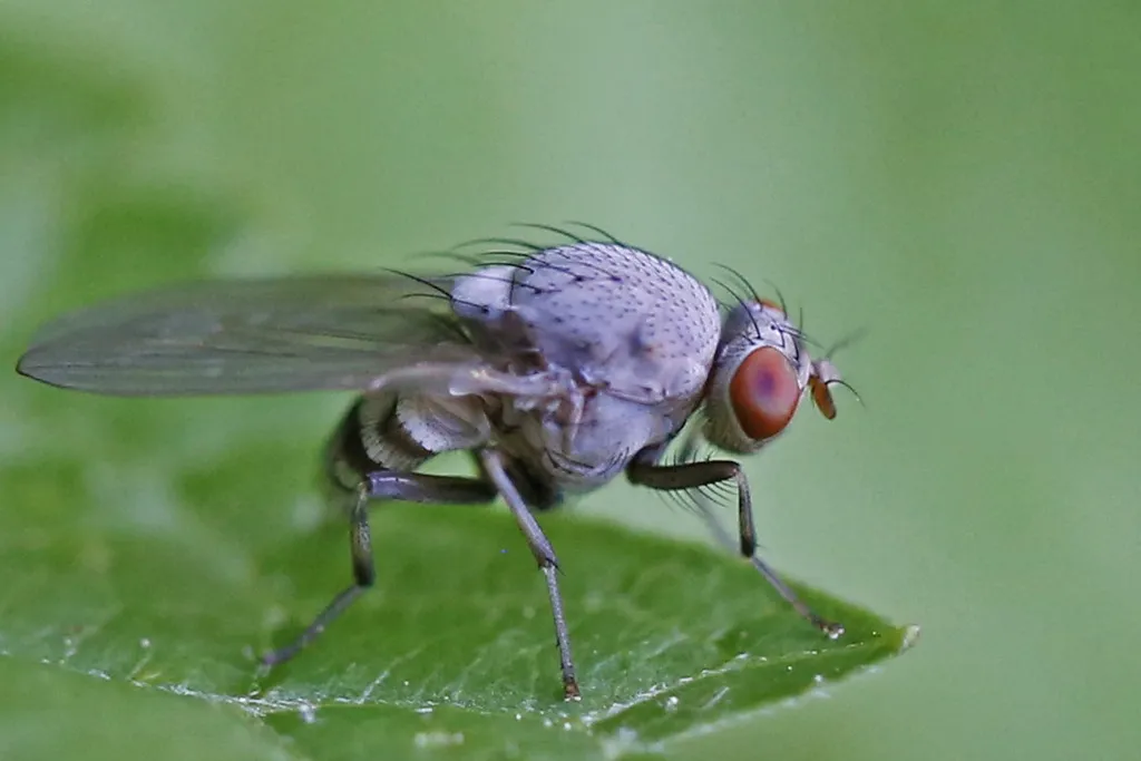 Minettia magna