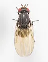 Minettia shewelli