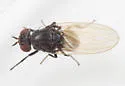 Minettia shewelli - photo 2