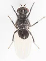 Minettia shewelli - photo 4
