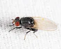 Minettia shewelli - photo 5