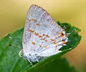 Clytie Ministreak - Hodges#4290