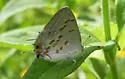Clytie Ministreak - Hodges#4290 - photo 2