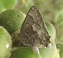 Clytie Ministreak - Hodges#4290 - photo 3