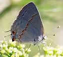 Vicroy's Ministreak - Hodges#4293.1 - photo 3