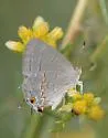 Leda Ministreak - Hodges#4291 - Ministrymon leda
