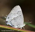 Leda Ministreak - Hodges#4291 - photo 2