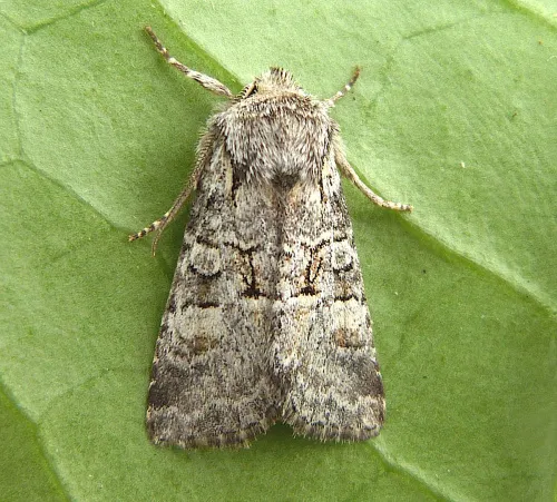 Minor Shoulder-knot - Brachylomia viminalis