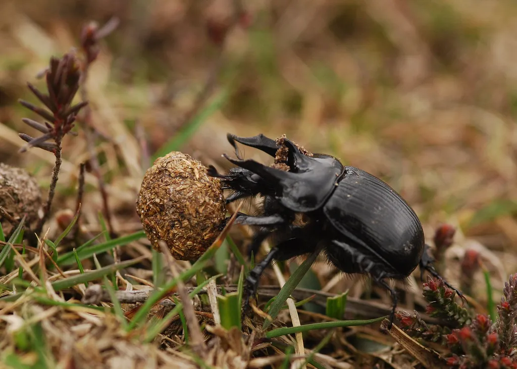 Minotaur Beetle - photo 2
