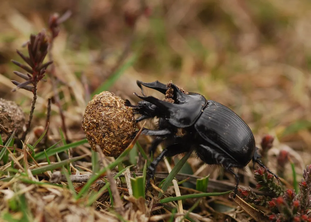 Minotaur Beetle - photo 3