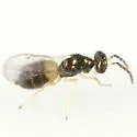 Minotetrastichus frontalis