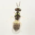 Minotetrastichus frontalis - photo 2