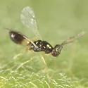 Minotetrastichus frontalis - photo 3