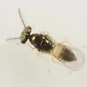 Minotetrastichus frontalis - photo 4
