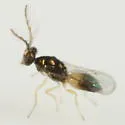 Minotetrastichus frontalis - photo 5
