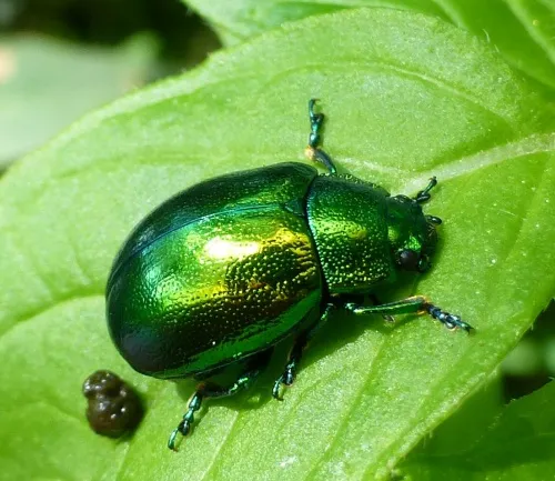 Mint Leaf Beetle - Chrysolina herbacea