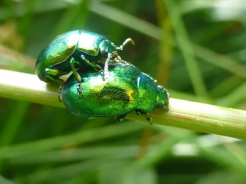 Mint Leaf Beetle - photo 2