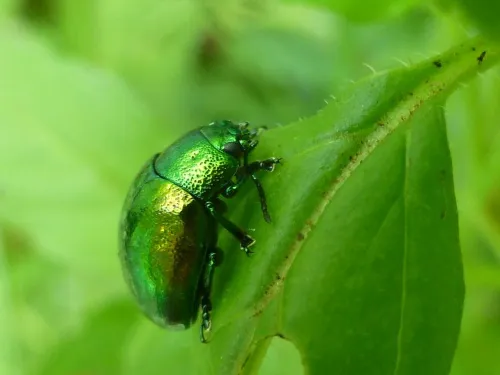 Mint Leaf Beetle - photo 3