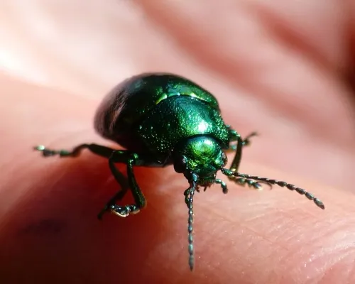 Mint Leaf Beetle - photo 4