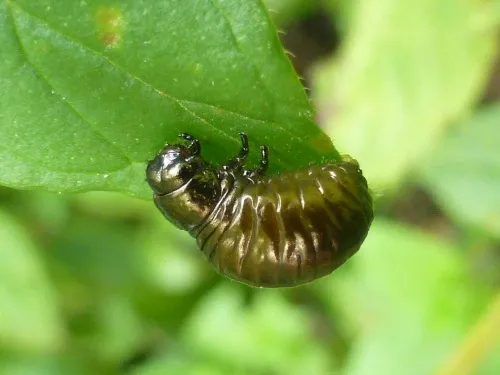 Mint Leaf Beetle - photo 5