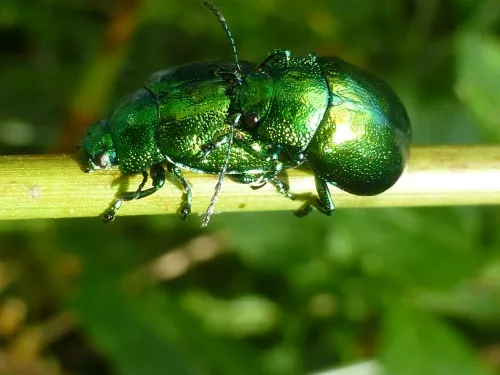 Mint Leaf Beetle - photo 6