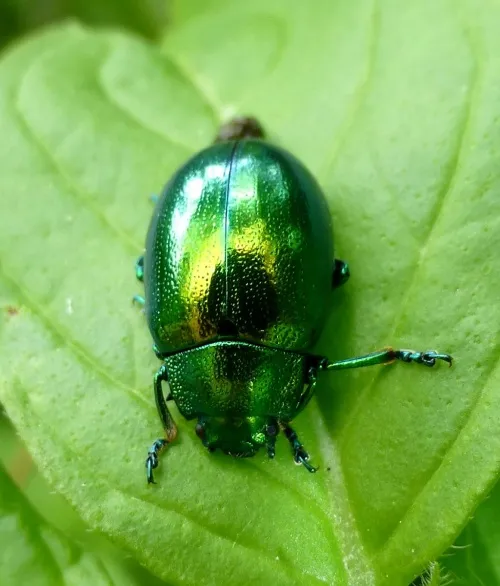 Mint Leaf Beetle - photo 7