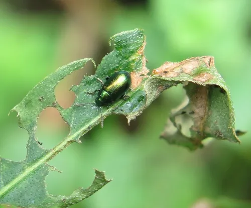 Mint Leaf Beetle - photo 8