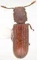 Minthea obsita
