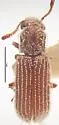 Hairy Powderpost Beetle