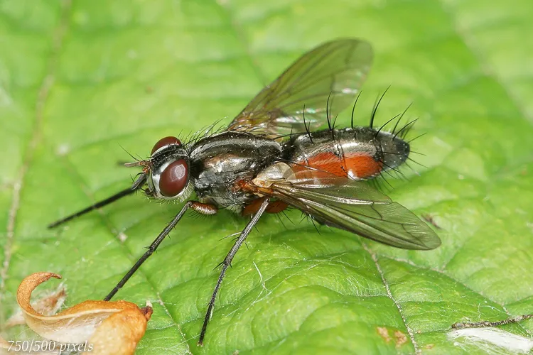 Mintho rufiventris - photo 2