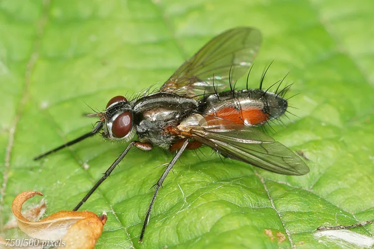 Mintho rufiventris - photo 3