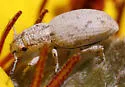 Minyomerus cracens - photo 2