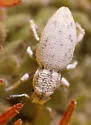 Minyomerus cracens - photo 3