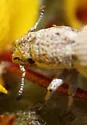 Minyomerus cracens - photo 4