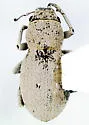 Minyomerus griseus