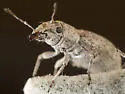 Minyomerus laticeps - photo 3