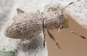 Minyomerus laticeps - photo 4