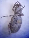 Minyomerus microps - photo 2