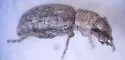Minyomerus microps - photo 3