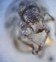 Minyomerus microps - photo 4
