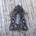 Miodera eureka - Hodges#10624 - photo 2