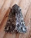 Miodera eureka - Hodges#10624 - photo 5