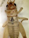 Western Striped Cricket