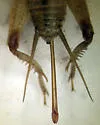 Western Striped Cricket - photo 2