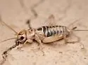 Western Striped Cricket - photo 3