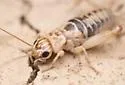 Western Striped Cricket - photo 4